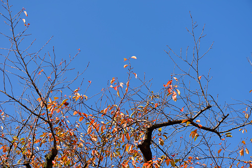View of colorful foliage in autumn season against clear sky.