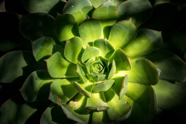 istock Closeup shot of beautiful Aeonium 1444081161