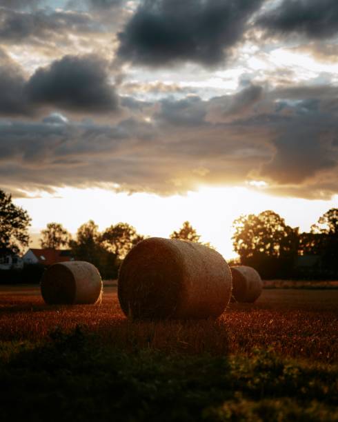 istock Sunny summer eve during the harvest period 1444081568