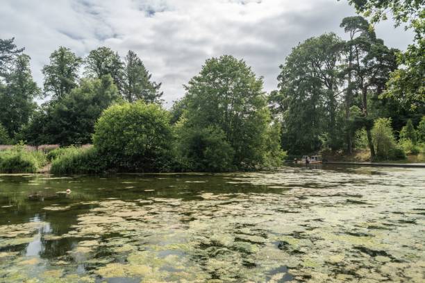 istock Staffordshire Lake Water With Algae Sunny Da 1444082833