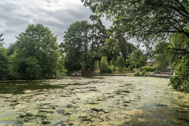 istock Staffordshire Lake Water With Algae Sunny Da 1444082842