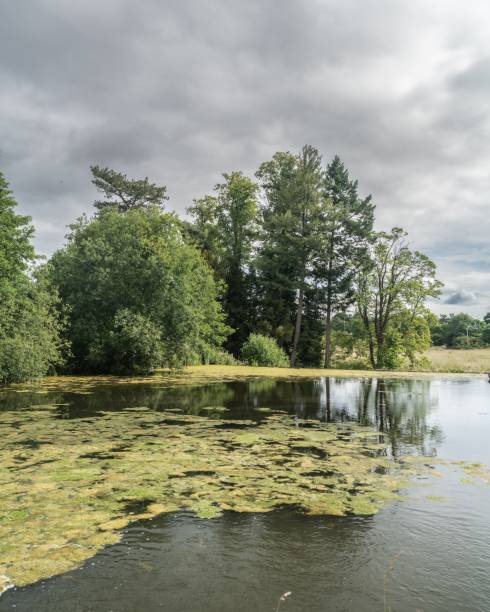 istock Staffordshire Lake Water With Algae Sunny Da 1444083193