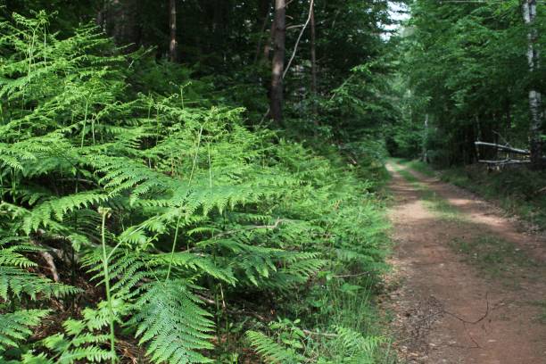 istock Road through the green forest during the daytime 1444083369