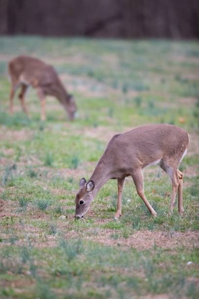 istock White tail deer eating grasses in the meadows 1444083377