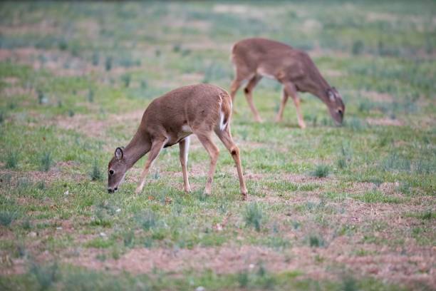 istock White tail deer eating grasses in the meadows 1444083384