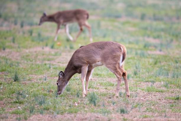 istock White tail deer eating grasses in the meadows 1444083387