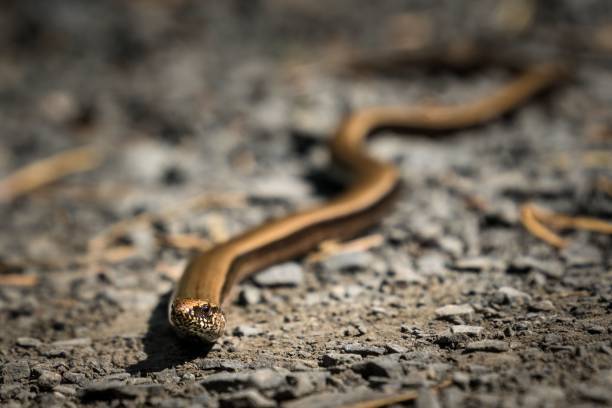 istock Closeup shot of a slow worm on a stone 1444083607