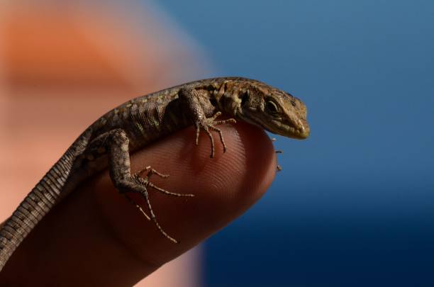 istock Closeup of a common lizard (Zootoca vivipara) on a finger 1444083622