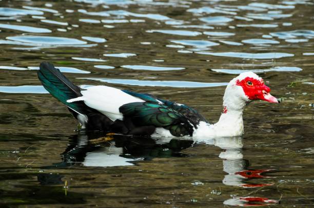 istock Muscovy Duck floating on a calm lake 1444083680