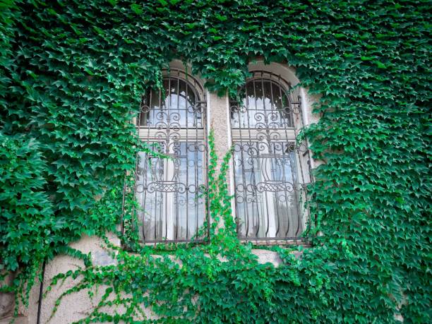 istock Closed windows on building wall all covered in lush green ivy leaves 1444084280