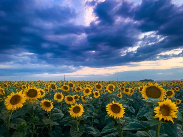 istock Sunflower field with cloudy sky on the background 1444084362