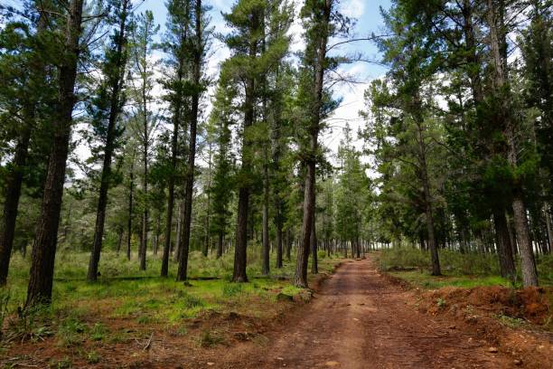 istock Landscape with the top of a pine forest 1444084414