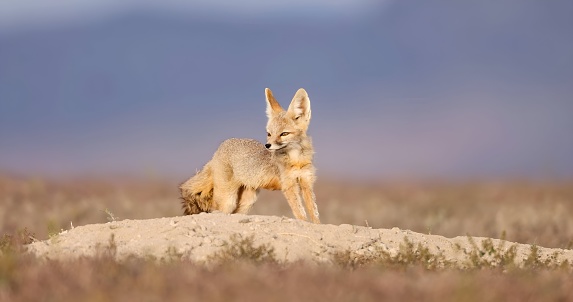 The kit fox (Vulpes macrotis). The smallest of the four species of Vulpes