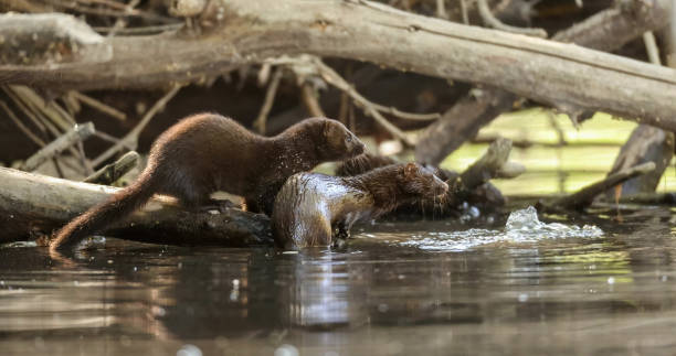 o mink americano (neogale vison) - introduced species - fotografias e filmes do acervo