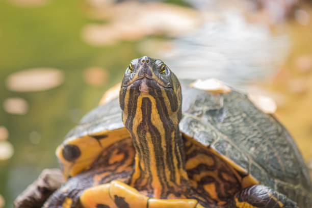 istock Closeup of a red-eared terrapin (Trachemys scripta elegans) 1444085254