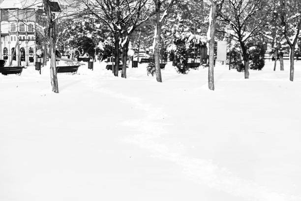 istock Low-angle view of a beautiful forest covered with snow 1444086209