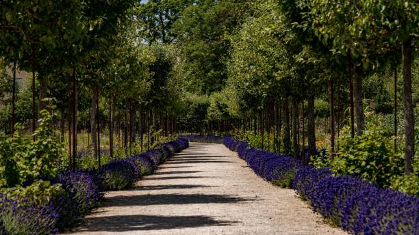 istock Low-angle view of a beautiful forest on a sunny day 1444086460
