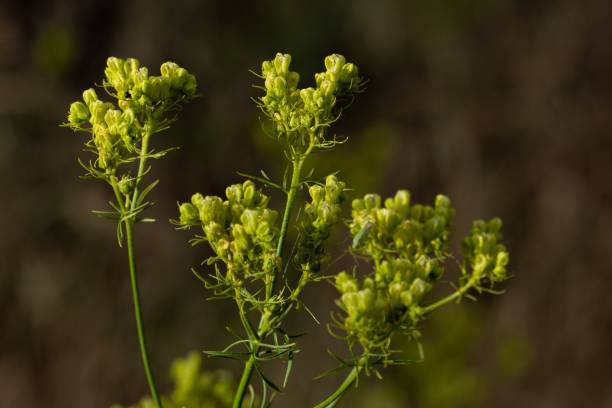 istock plant olden Alyssum in nature 1444086538