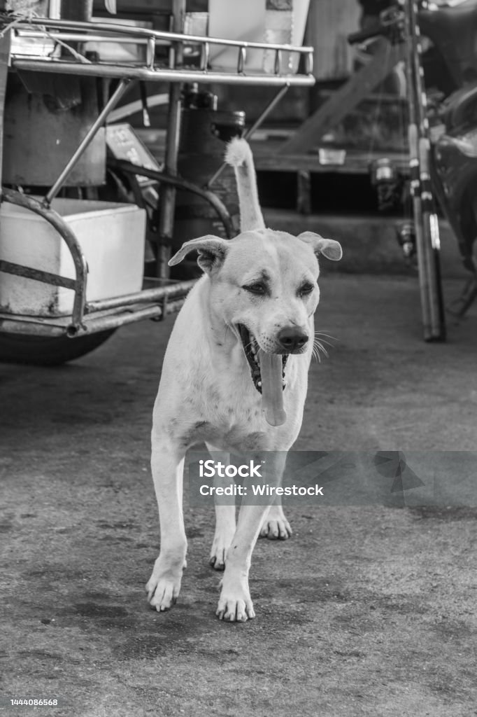 สุนัขพันธุ์ไทยข้างทางที่ท่าเรือในไทยแลน ภาพสต็อก - ดาวน์โหลดรูปภาพตอนนี้ -  กลางแจ้ง - การตั้งค่า, การถ่ายภาพ - ภาพ, การผ่อนคลาย - มโนทัศน์ - Istock