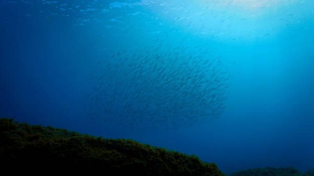 istock School of fish in distance 1444086623