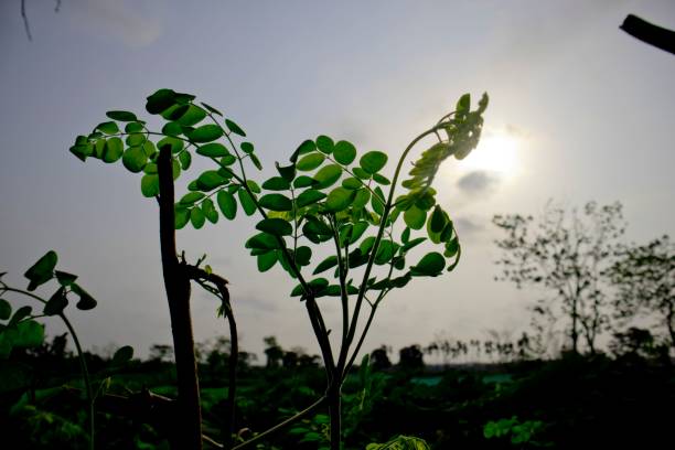 istock Green leaf in the morning sunlight 1444087662