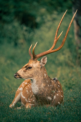 A spotted Deer or also called Axis Deer, wildlife images from Indian forest