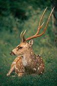 istock Spotted Deer or also called Axis Deer, wildlife images from Indian forest 1444087930