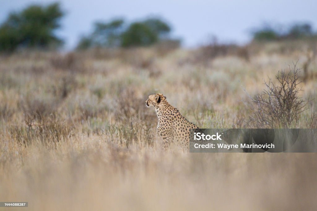 Cheetah hunting in the dry riverbeds of the Kgalagadi Transfrontier Park, South Africa Acacia Karroo Stock Photo
