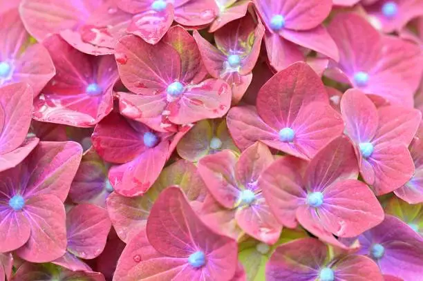 Photo of Close-up of deep red modified leaves of Hydrangea macrophylla, surrounding small flowers