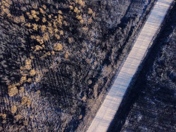 istock Forest track in a burnt forest, Galicia. Spain. 1444088914