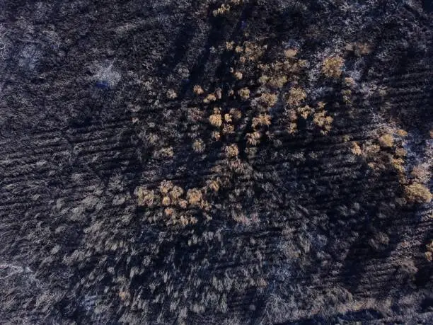 Photo of Aerial photo of a burnt forest, Galicia. Spain.