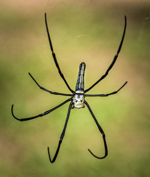 istock Macro shot of nephila pilipes spider on a web 1444090094