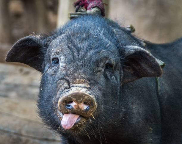 A cute black pig with its tongue out