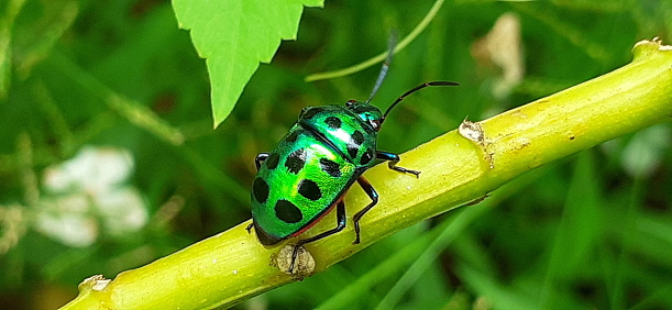 A Dogbane Beetle on a leaf above a Black-eyed Susan wildflower.