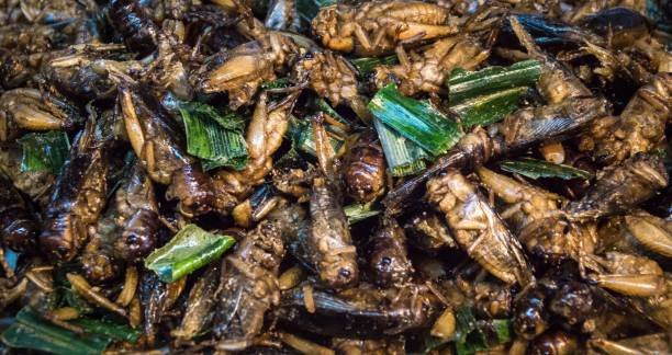 istock Plate of fried crickets 1444090395