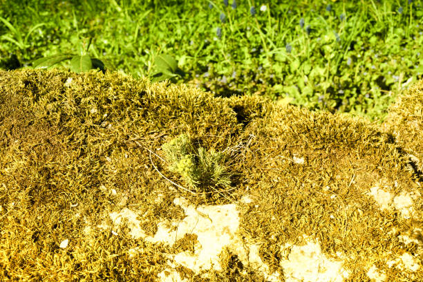 Aperture 9 , exposure time 1/320 sec., ISO 160, focal length 48 mm, UV filter, lens hood,