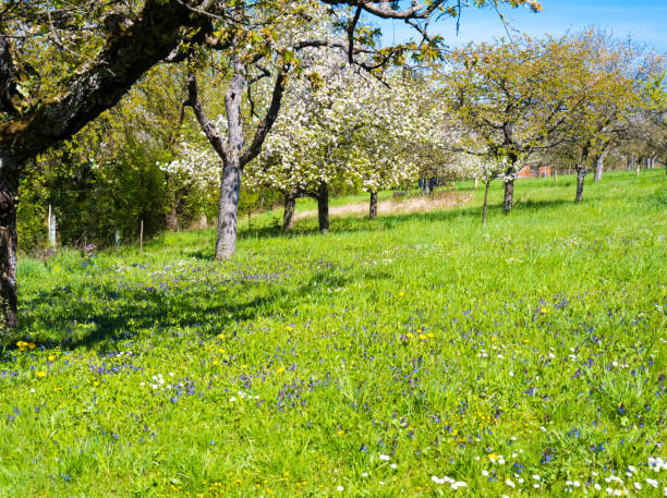 istock Meadow with blossoming fruit trees and meadow flowers in spring 1444093398