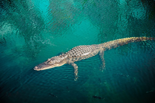 Alligator floating in pond, looking through water plants towards viewer.  Photo shows gator from nose to tail.