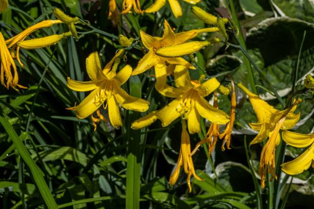 istock Daylilies Yellow daylily Hemerocallis lilioasphodelus 1444094105