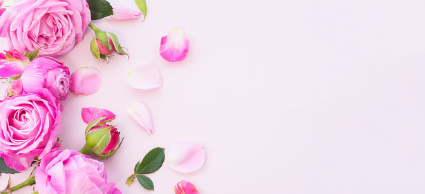 Buds, flowers and rose petals on a pink background