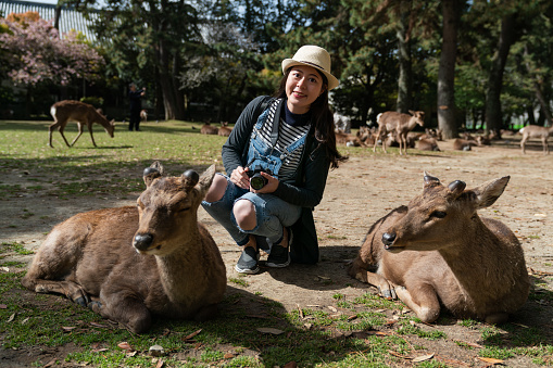 happy Asian Japanese woman traveler looking at camera with smile while taking picture with two deer in nara park japan