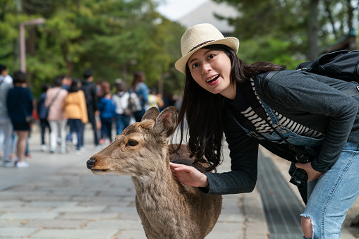 cheerful asian Korean female tourist looking at camera with smile while touching the fur of cute deer on paved way at Todaiji temple in nara japan