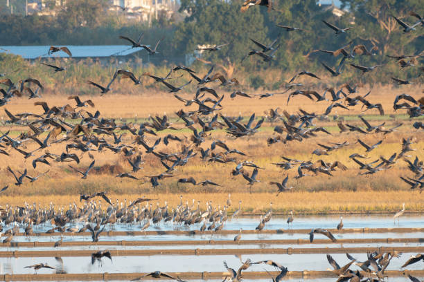 istock Flock of cranes taking off in the morning 1444097508