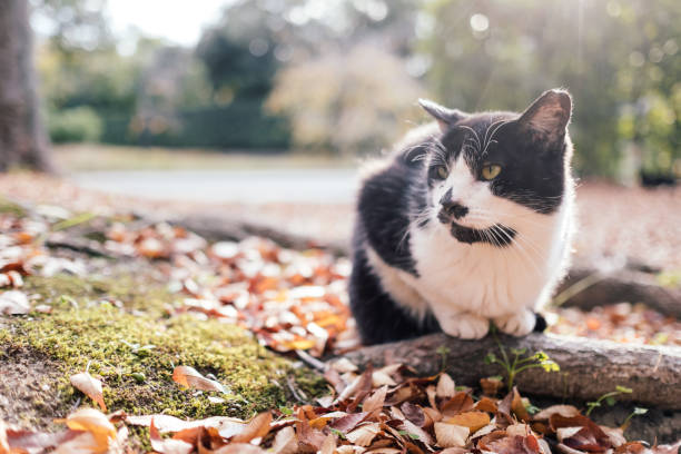 秋の公園でくつろぐ猫の画像 - 小春日和 ストックフォトと画像