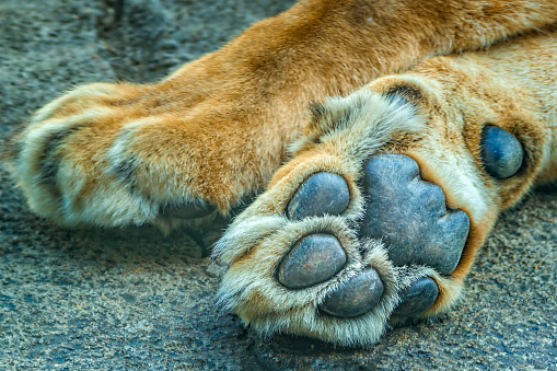 Bottom side of a lion paw, foot print, selective focus