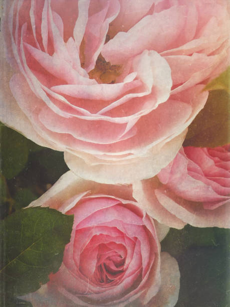 istock Vintage Pink Roses 1444103466