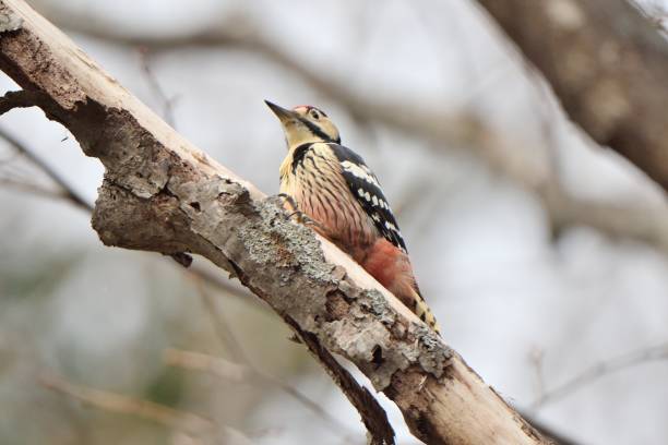 istock White-backed woodpecker perching on a tree in Hokkaido 1444105370