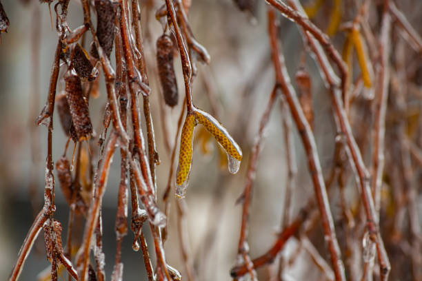 A tree branch broken under the pressure of heavy snow.