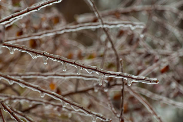 Tree branches with a layer of ice on it during freezing rain in winter, frostbite and environment, weather