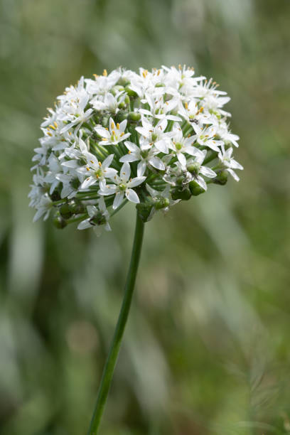istock Large white onion flower in bloom 1444105728